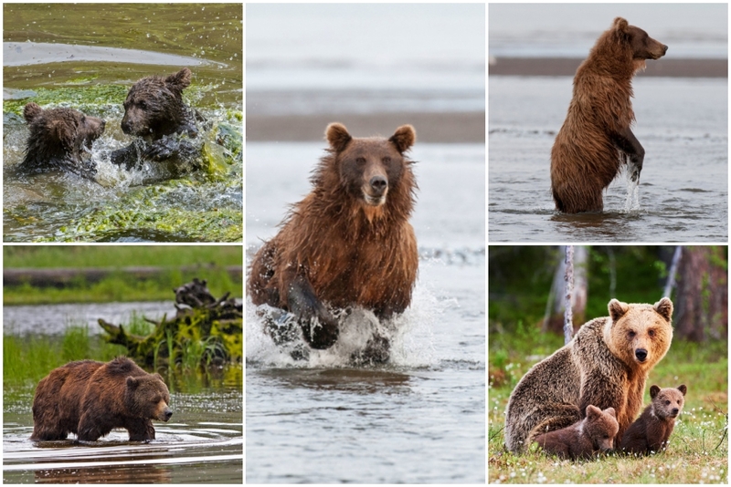 The Incredible Story Of A Mama Bear Forced To Leave Her Cubs To Drown | Alamy Stock Photo & Shutterstock