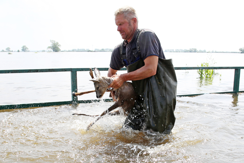 This Guy Saved A Deer From A Flood | Getty Images Photo by Christian Charisius/picture alliance