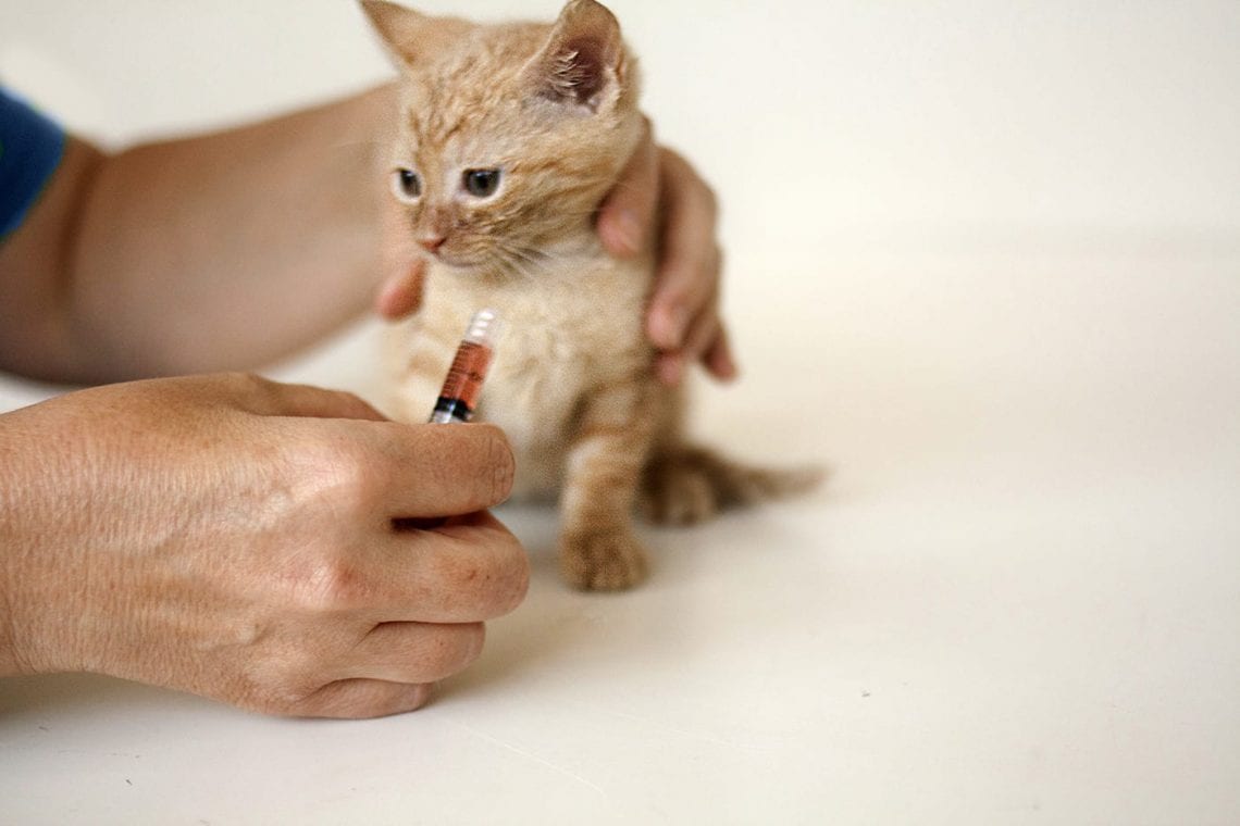 Important Vaccines for Cats