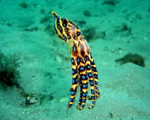 Scuba Divers Beware – The Top 5 Dangerous Sea Creatures | 