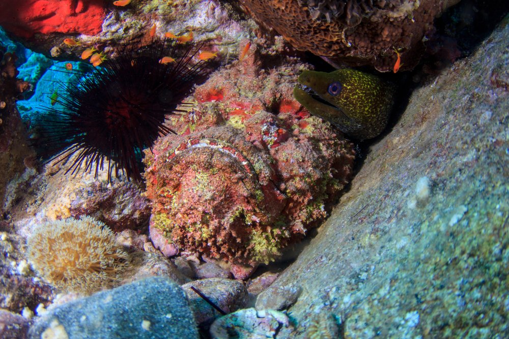 Scuba Divers Beware – The Top 5 Dangerous Sea Creatures | 