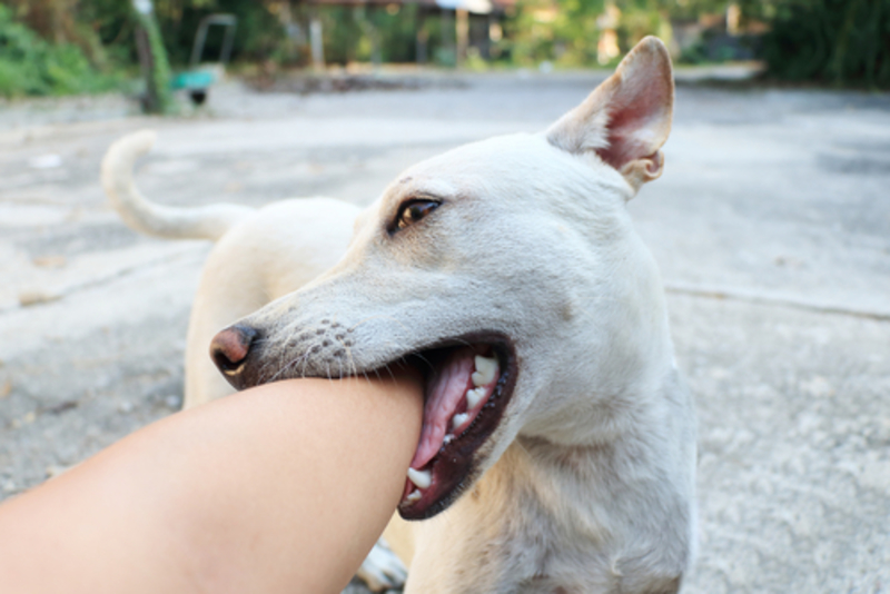 How to Prevent Your Dog From Biting | 