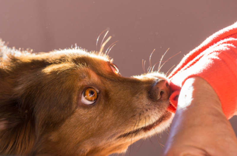 How to Prevent Your Dog From Biting | 