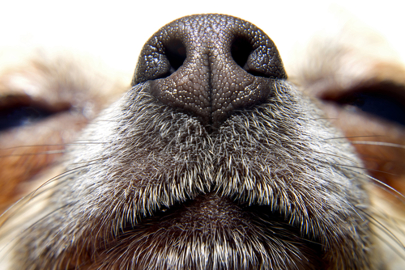 Why Is My Dog’s Nose Always Wet? | Shutterstock