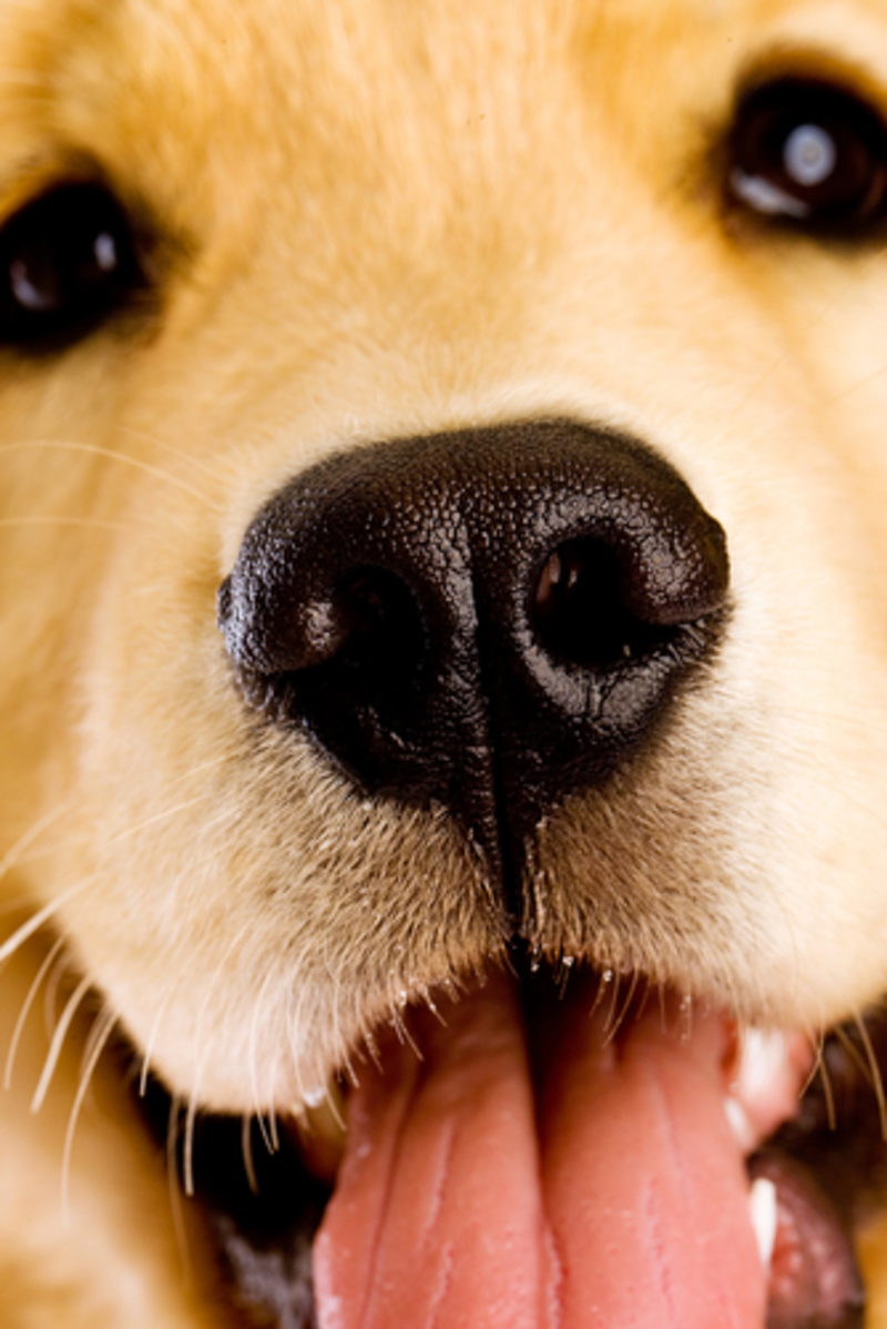 Why Is My Dog’s Nose Always Wet? | 