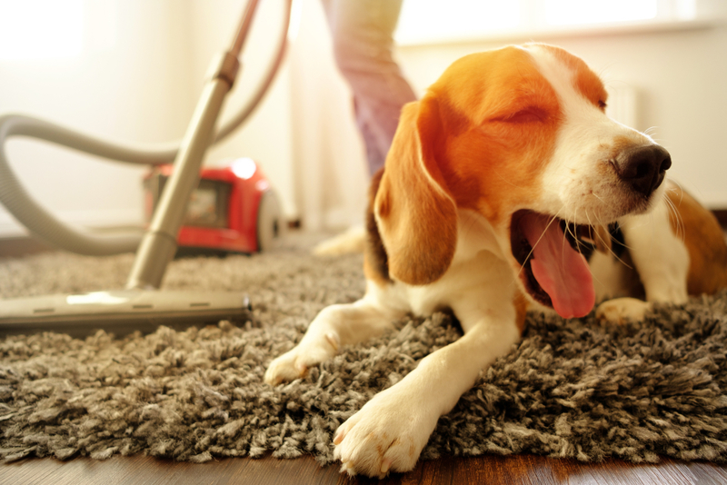 Keeping Your Home Spotless with Pets | 