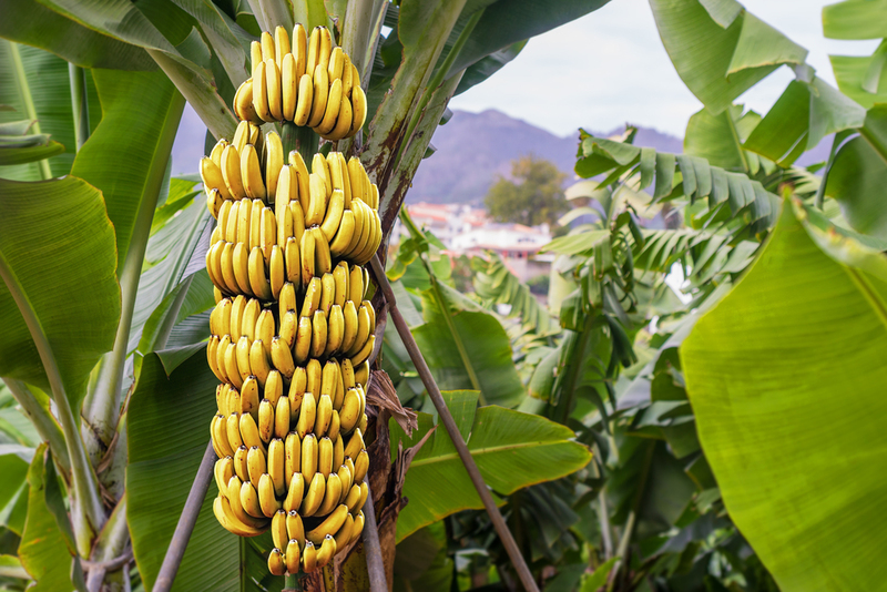 The Untold Truth of Banana Milk | Shutterstock