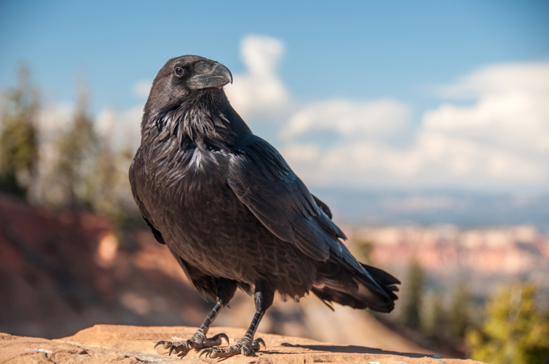 Ravens | Getty Images By Norbert Kurzka - Photography