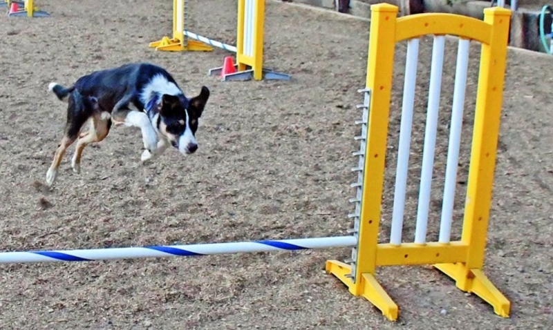 Why Dog Agility is an Awesome Sport for You and Your Dog | 