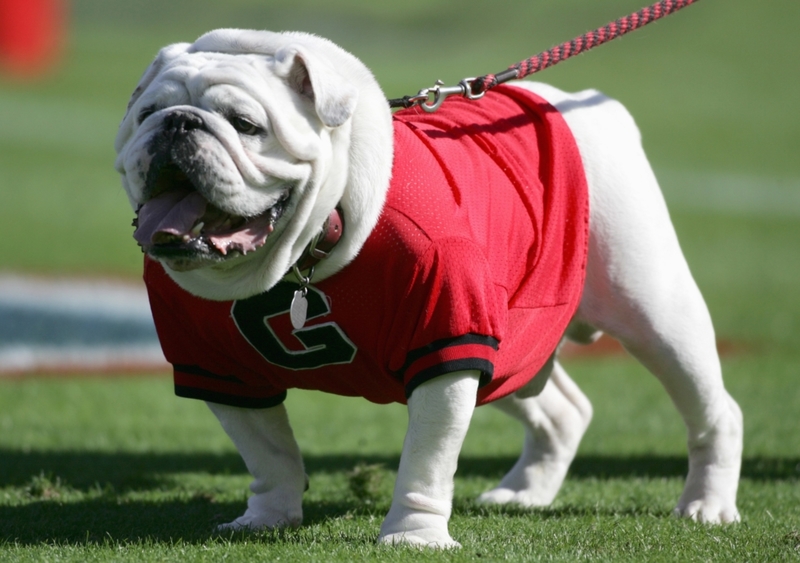 Popular College Animal Mascots in the United States | Getty Images Photo by Marc Serota
