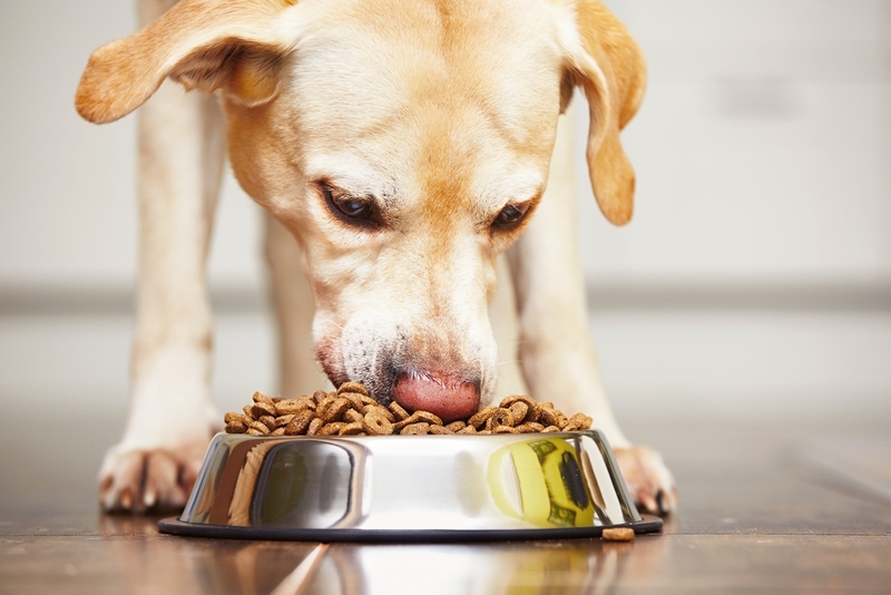 How to Properly Care and Feed Your Athletic Canine  | Shutterstock