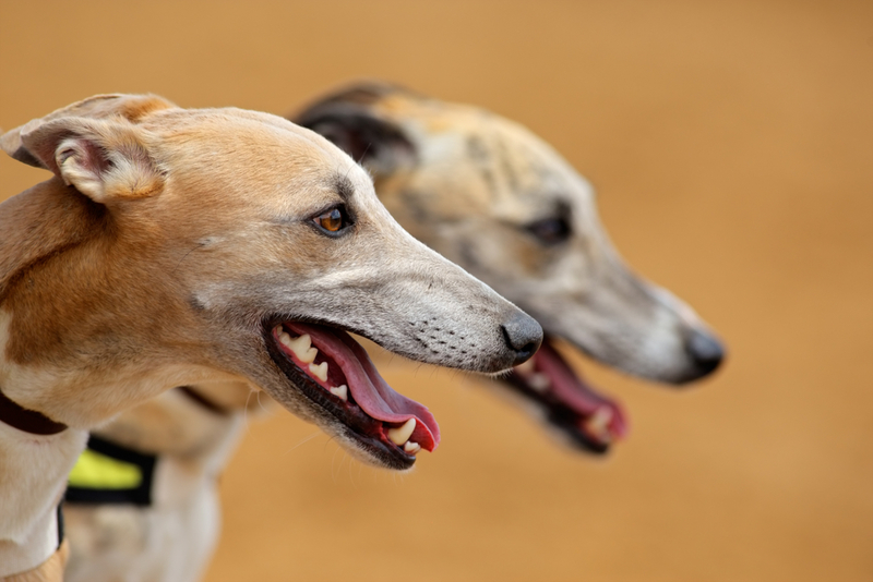 Greyhound Racing 101 | Shutterstock