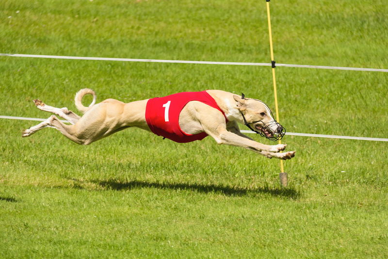Greyhound Racing 101 | Shutterstock