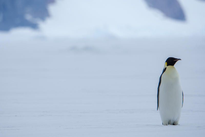 Emperor Penguins: The Olympic Divers of the World | Shutterstock