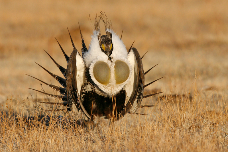 Greater Sage-Grouse | Alamy Stock Photo