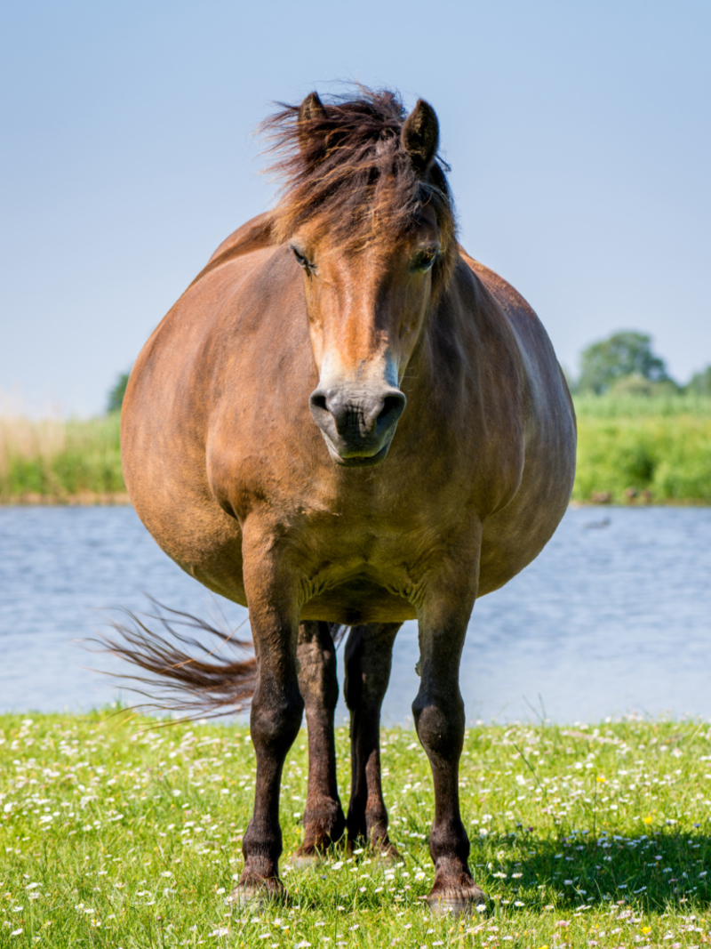 Overweight Horses Are Real and They Need Treatment | Shutterstock