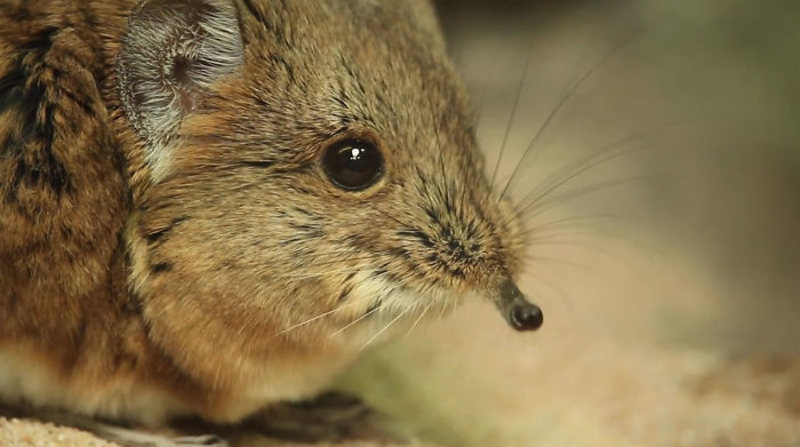 Elephant Shrews Resurfaced In Africa After Disappearing for 50 Years | 