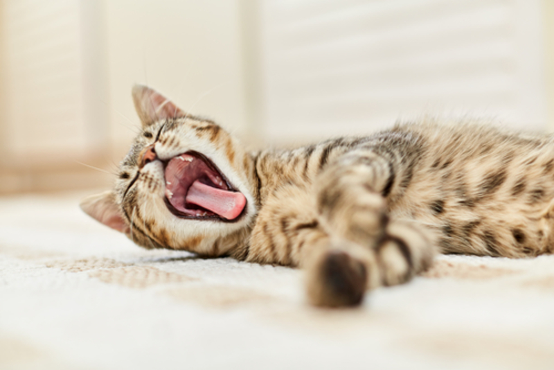 Why Do Cats Tend To Be Vocal? | 