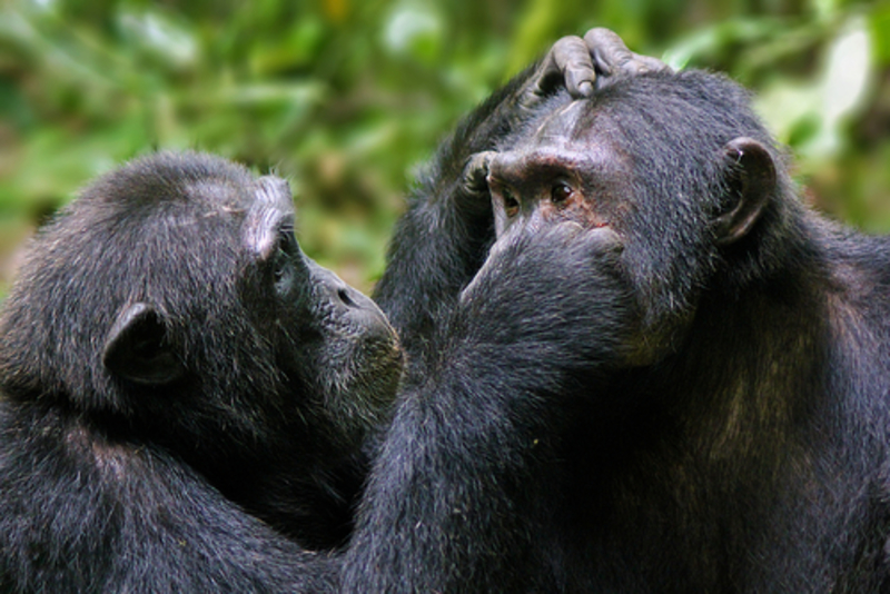 9 Ways Chimps Are Similar to Humans | 