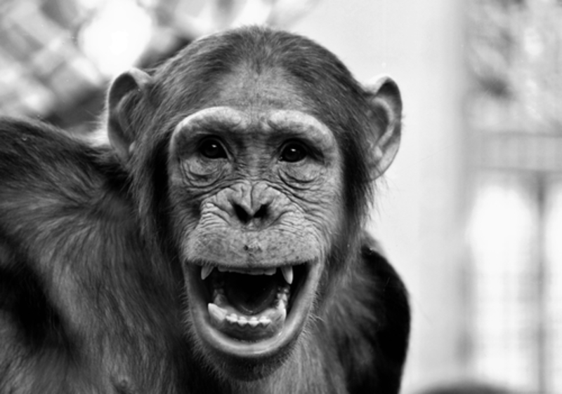 9 Ways Chimps Are Similar to Humans | 