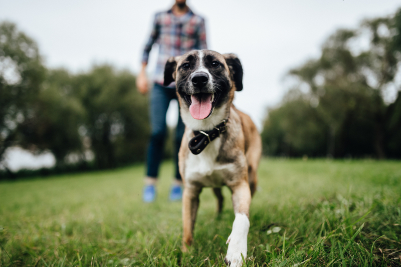 Top Hazardous Household Items for Dogs | Shutterstock