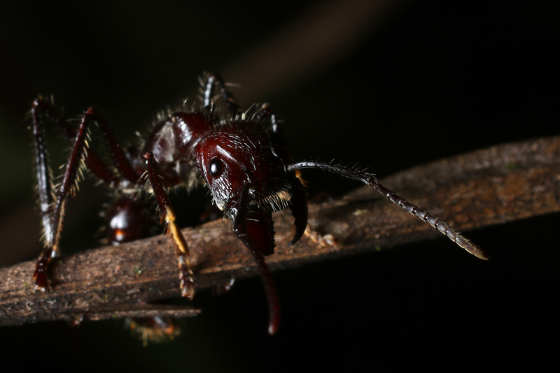 Bullet Ant | Shutterstock