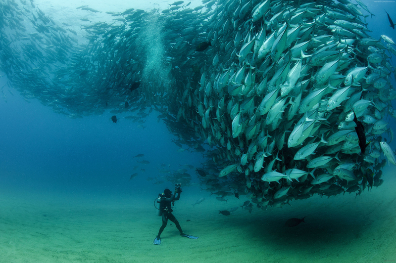 Diving Into Schools | Shutterstock