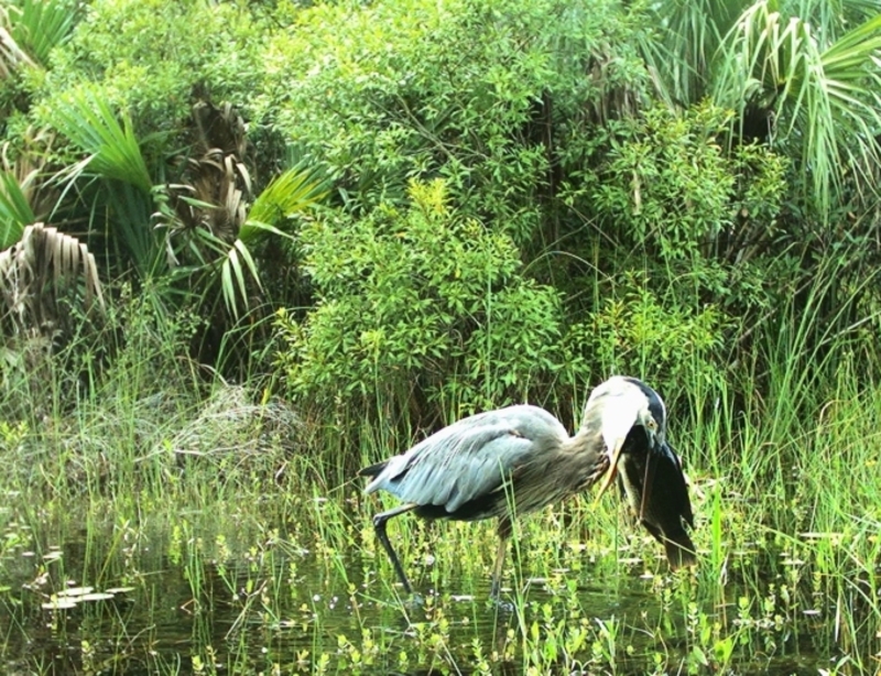 Bird Beak | Flickr Photo by Florida Fish and Wildlife