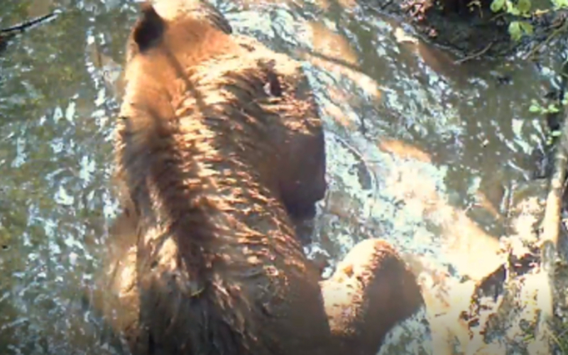 Bear Taking a Bath | Reddit.com/Airy_mtn