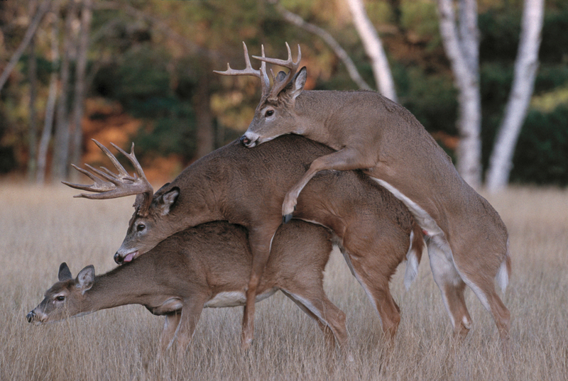 Deer Stack | Alamy Stock Photo by Avalon.red/Photoshot