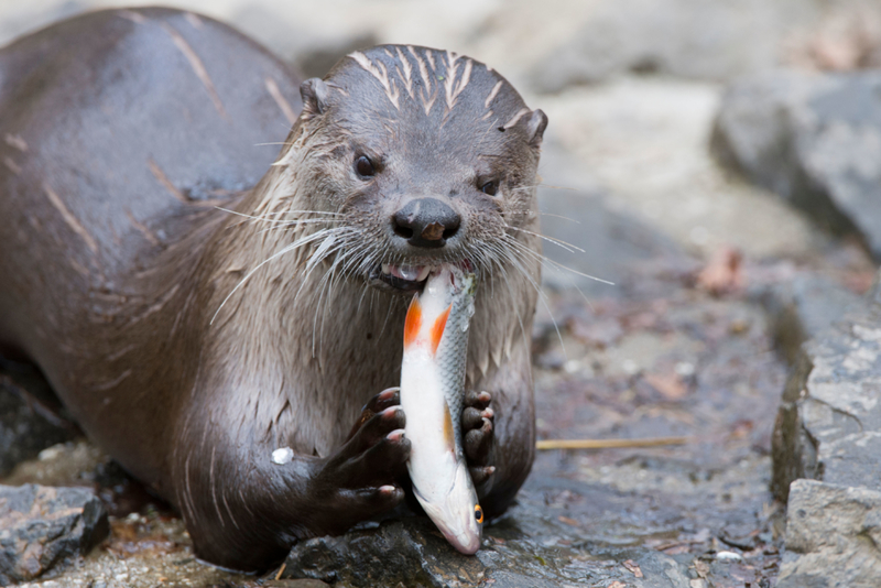 Otter Snack | Alamy Stock Photo by imageBROKER.com GmbH & Co. KG/Marcus Siebert