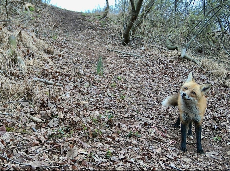 Curious Fox | Reddit.com/smeds128