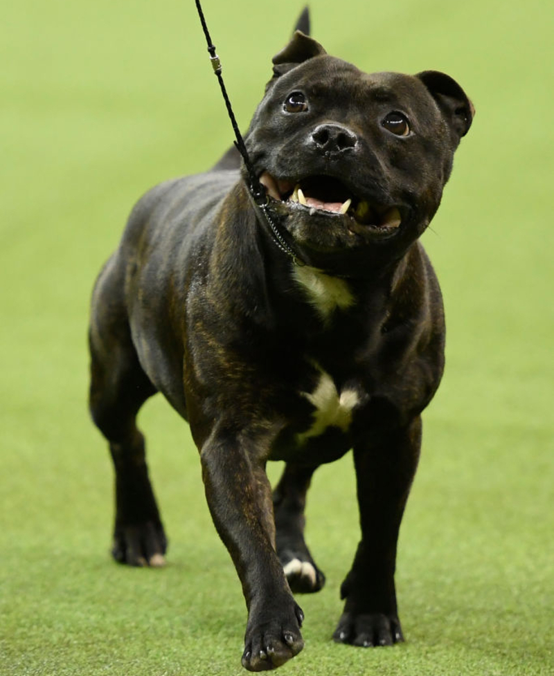 30. Staffordshire Bull Terrier | Getty Images Photo by Sarah Stier