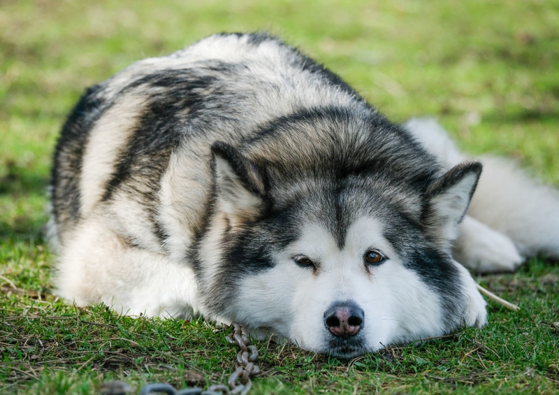 10. Malamute | Getty Images Photo by Ian Forsyth