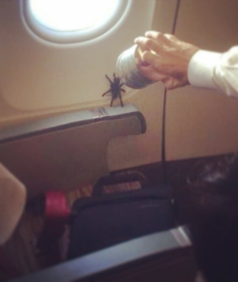 Spiders on a Plane | Instagram/@passengershaming