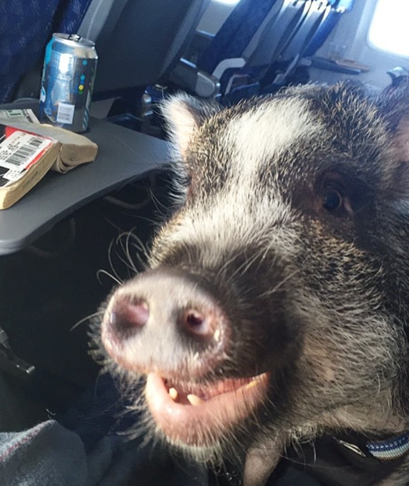 When Pigs Fly | Instagram/@hamlet_the_beach_hog