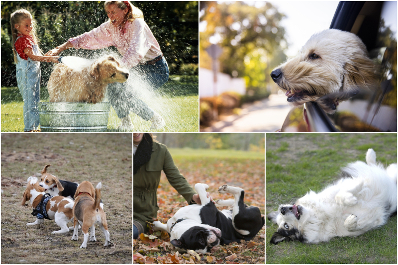 What Does It Mean When a Dog Pees on You? Discover the Hidden Messages Behind Your Dog's Behavior