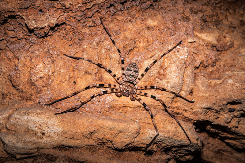 More About Supersized Spiders | Alamy Stock Photo