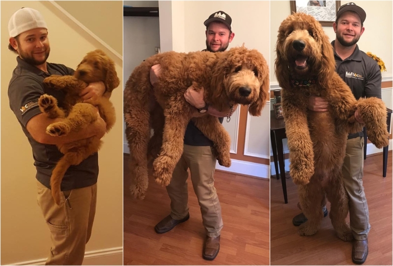 That’s One Shaggy Dog | Instagram/@doods.gus.and.ollie
