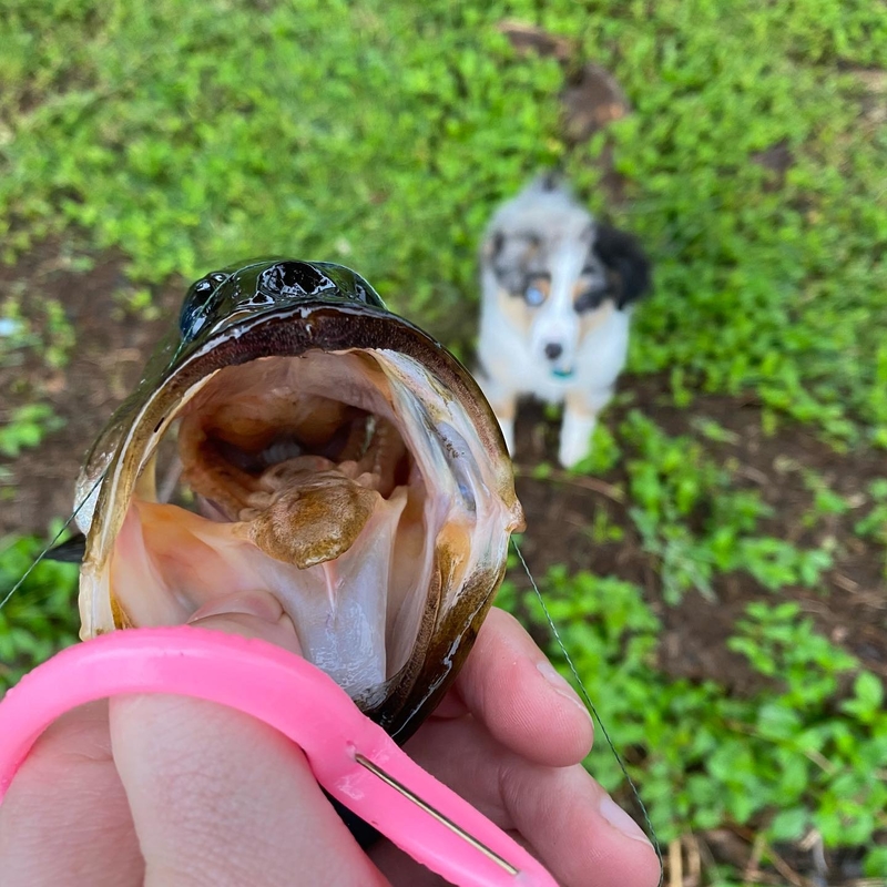 Introducing the Dog to Fishing | Instagram/@barleyblue_mas