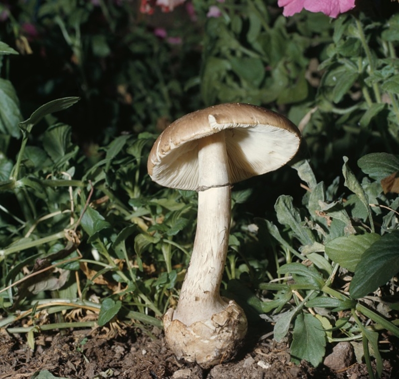 Never Eat a Mushroom Growing Close to a Tree | Getty Images Photo by DE AGOSTINI PICTURE LIBRARY