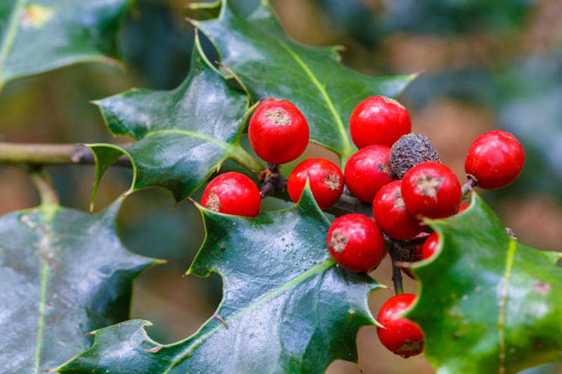 Don't Eat Red Berries From the Wild | Getty Images Photo by Mikel Bilbao /VW Pics/Universal Images Group