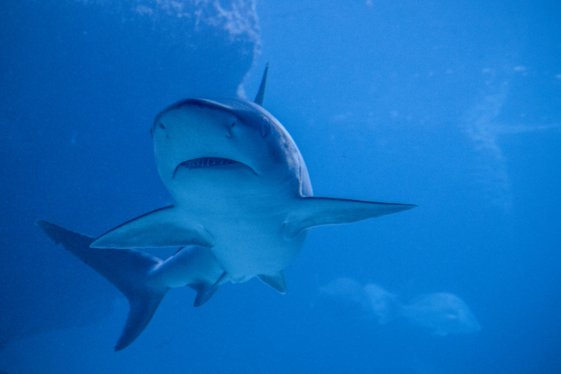Sharks Swimming Towards Deeper Waters Can Mean an Impending Hurricane | Getty Images Photo by Instants