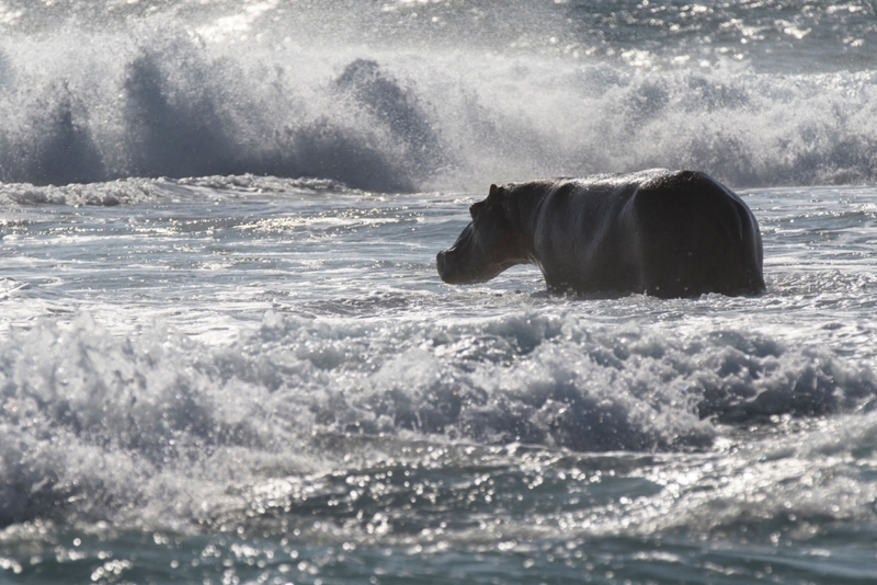 Hippos Can Surf Too! | Alamy Stock Photo by Nature Picture Library/Stephane Granzotto