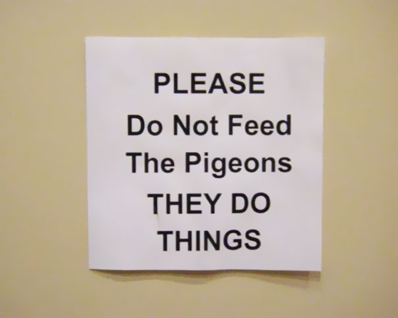 Don’t Feed the Pigeons | Imgur.com/Ng8EL