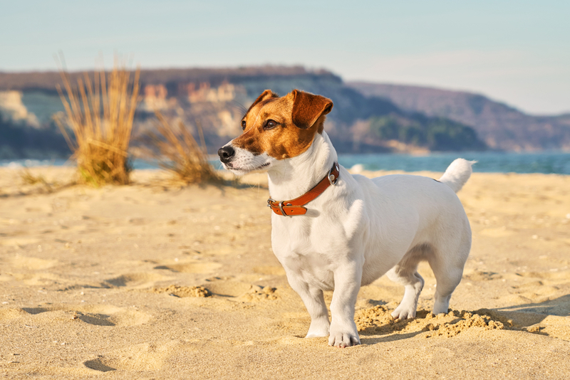 Jack Russell Terrier | Shutterstock Photo by Maryshot