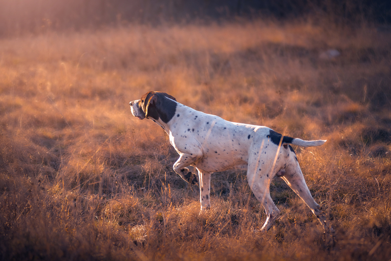 Bird-Hunting Dogs Are Used to Save New Zealand's Native Bird Population | Shutterstock Photo by Drazen Boskic PHOTO