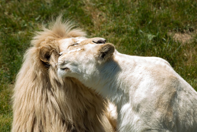 Rare White Lions in Captivity | Shutterstock