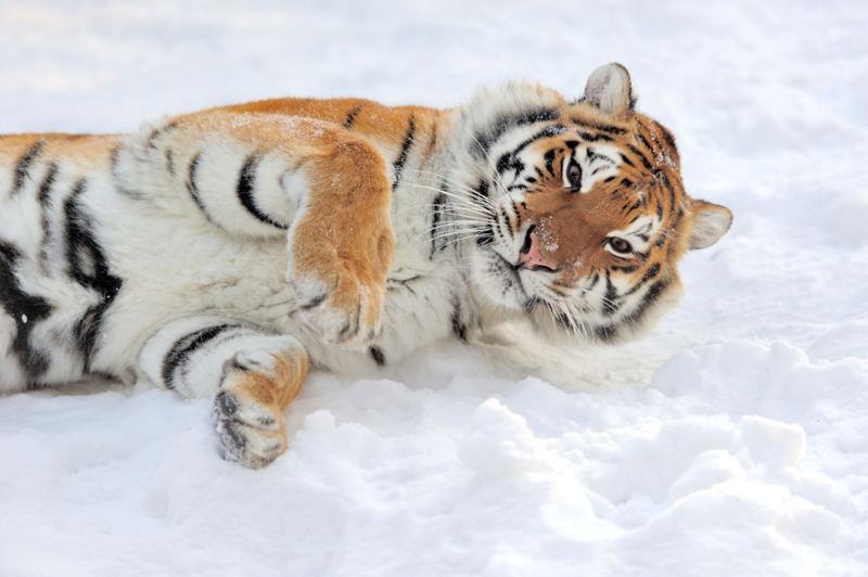 Siberian Tiger Celebrates Snowy Day | Alamy Stock Photo