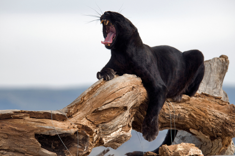 Yawning or Howling? | Alamy Stock Photo